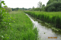 bade-bei-badenstedt-anpflanzung-aus-2007-oberhalb-der-bahn-foto-4